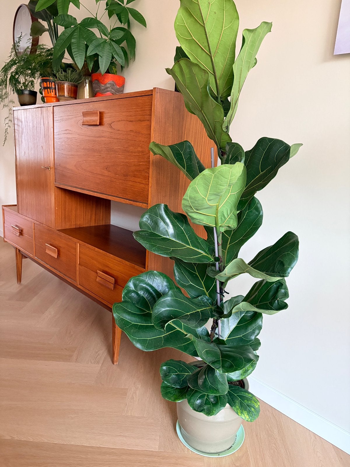 Ficus Lyrata, Huis en Inrichting, Ophalen, Ficus, Halfschaduw