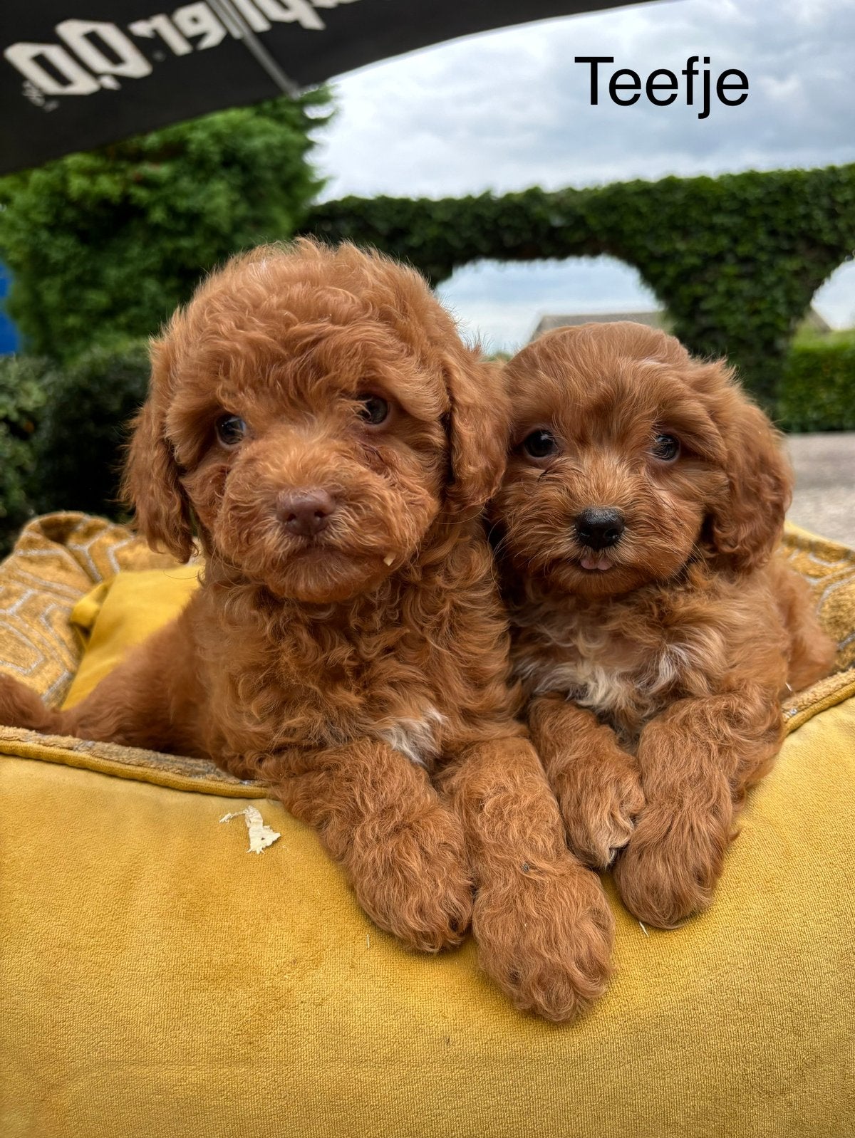 Maltipoo pups, Nederland, Overige rassen, 8 tot 15 weken, Meerdere