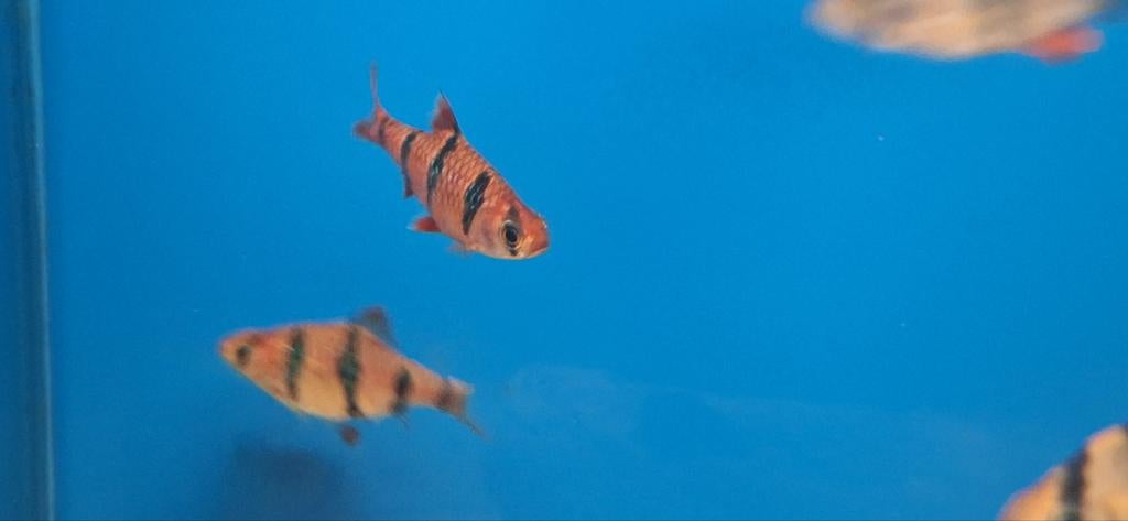 5 Vijfstreep barbeel aquarium vissen kopen, Vrijkaartje specifieke film
