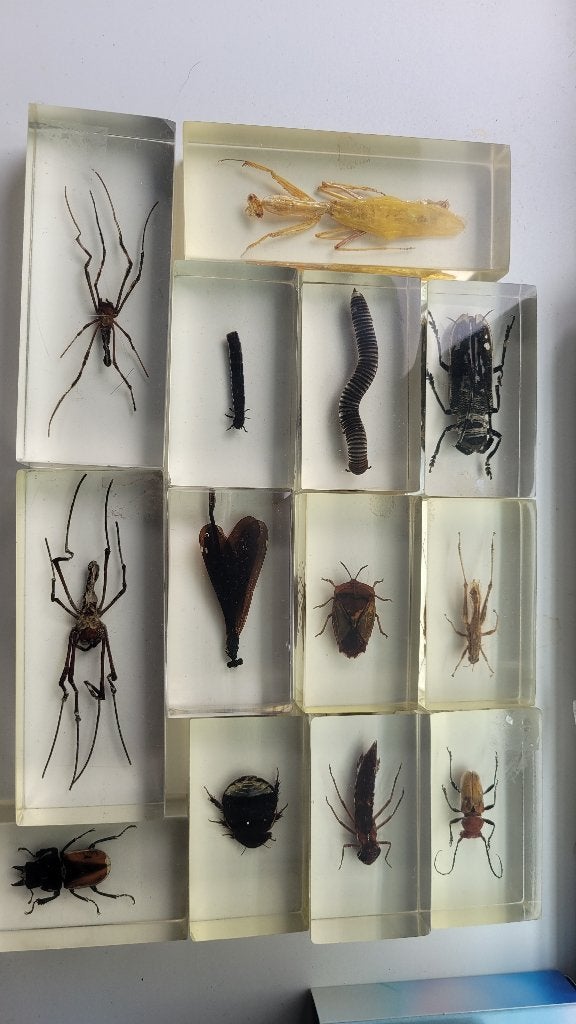 insecten in epoxy, Verzamelen, Dierenverzamelingen, Ophalen of Verzenden, Zo goed als nieuw, Insect, Overige typen