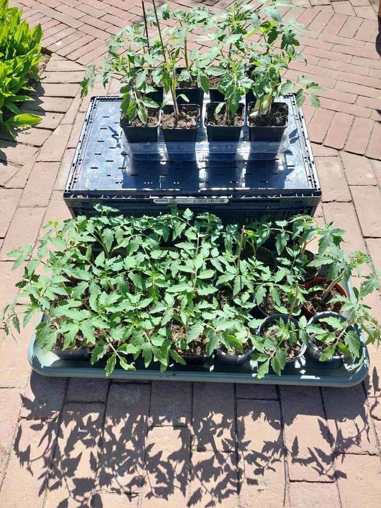 Diverse soorten Tomaten planten, Ophalen, Eenjarig, Groenteplanten, Volle zon