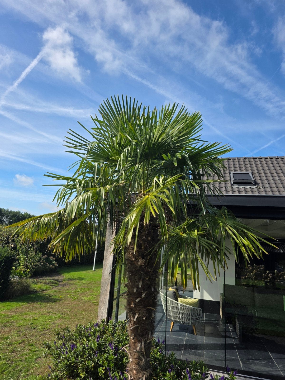 Prachtige Palmboom van circa 3 meter hoog, Tuin en Terras, Bloeit niet, 250 tot 400 cm, Palmboom, Ophalen