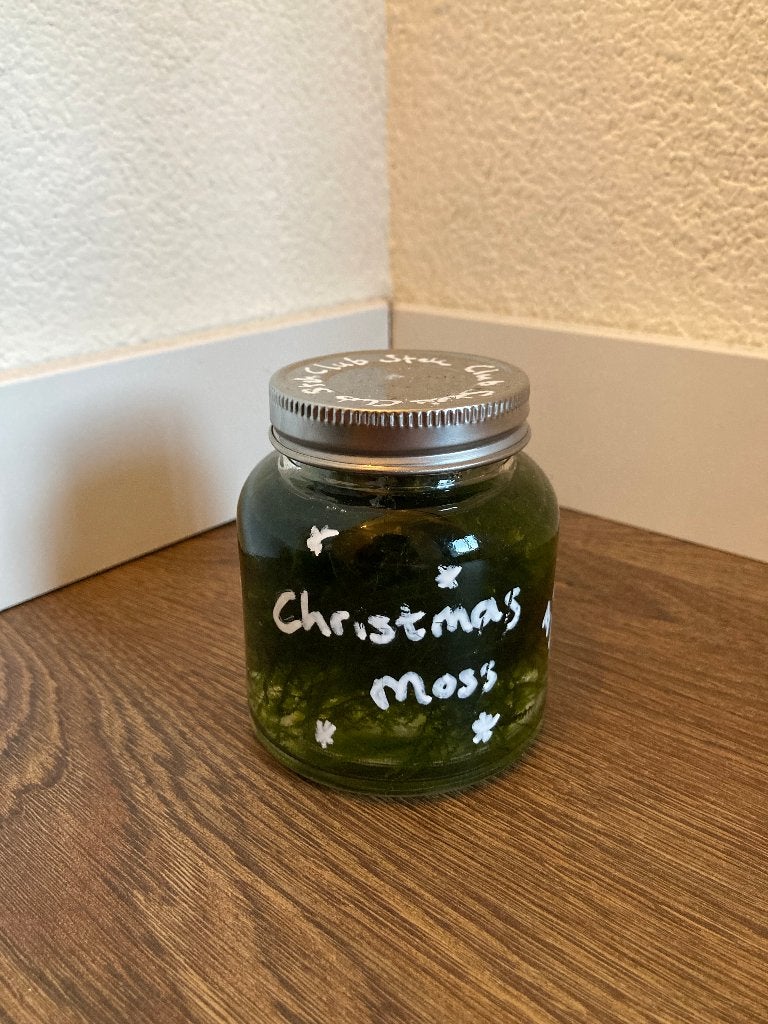 Christmas moss aquarium plant mos, -, Nieuw, Overige merken, Ophalen of Verzenden
