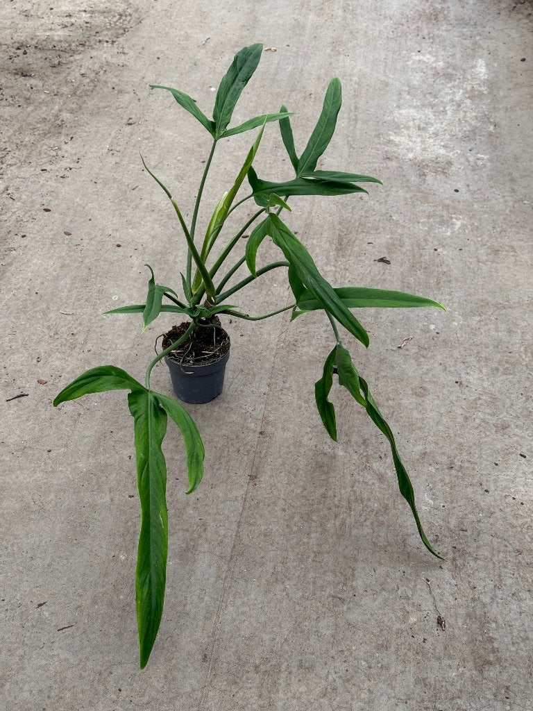 Philodendron Holtonianum, Huis en Inrichting, Kamerplanten, Ophalen of Verzenden, Halfschaduw, Minder dan 100 cm