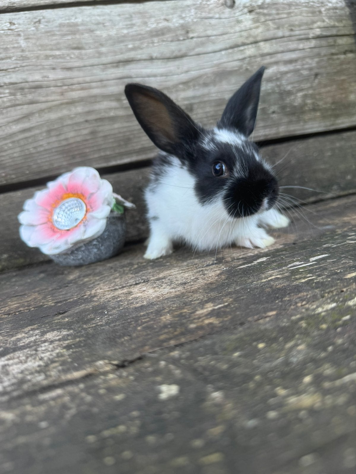 Konijn minilop, Dieren en Toebehoren, Konijnen, Middelgroot, Vrouwelijk, 0 tot 2 jaar, Hangoor