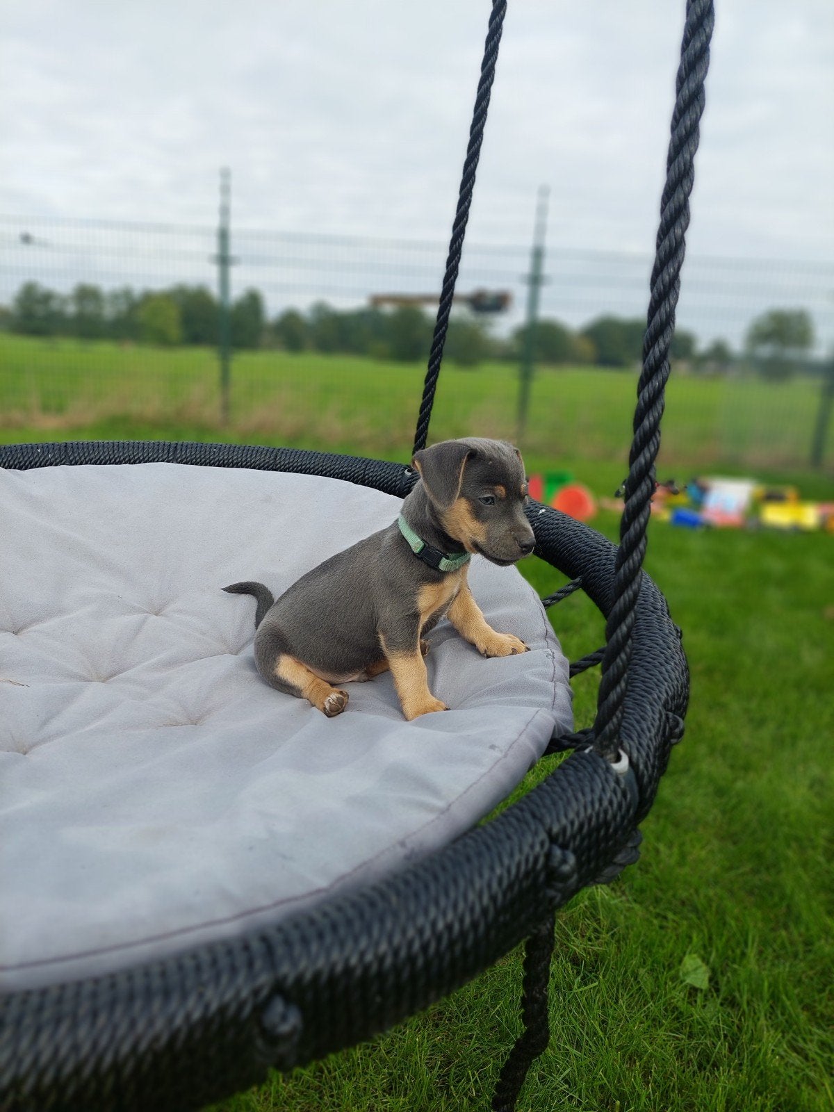 Jack Russel Terriër pups, Dieren en Toebehoren, Jack Russell Terriër, 8 tot 15 weken, CDV (hondenziekte), Meerdere