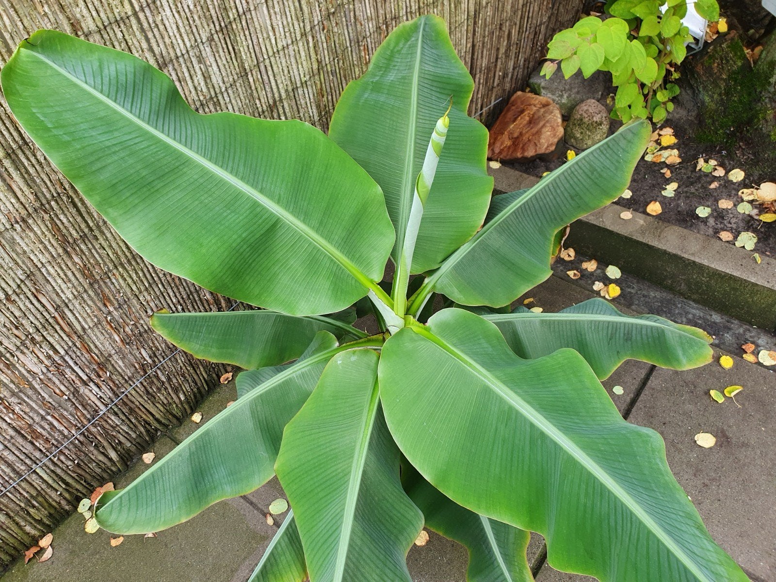 Bananenplant, Ophalen, Halfschaduw