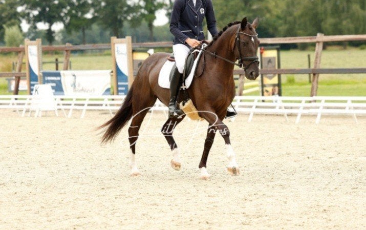 🌟️Mooie lieve voorwaartse merrie van For Ferrero️🌟, Dieren en Toebehoren, Merrie, Met stamboom, L, 7 tot 10 jaar