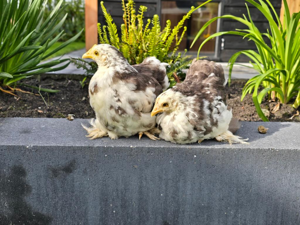 Mooie Cochin kriel hennen, Choco Wit Gepareld!, Dieren en Toebehoren, Vrouwelijk, Kip