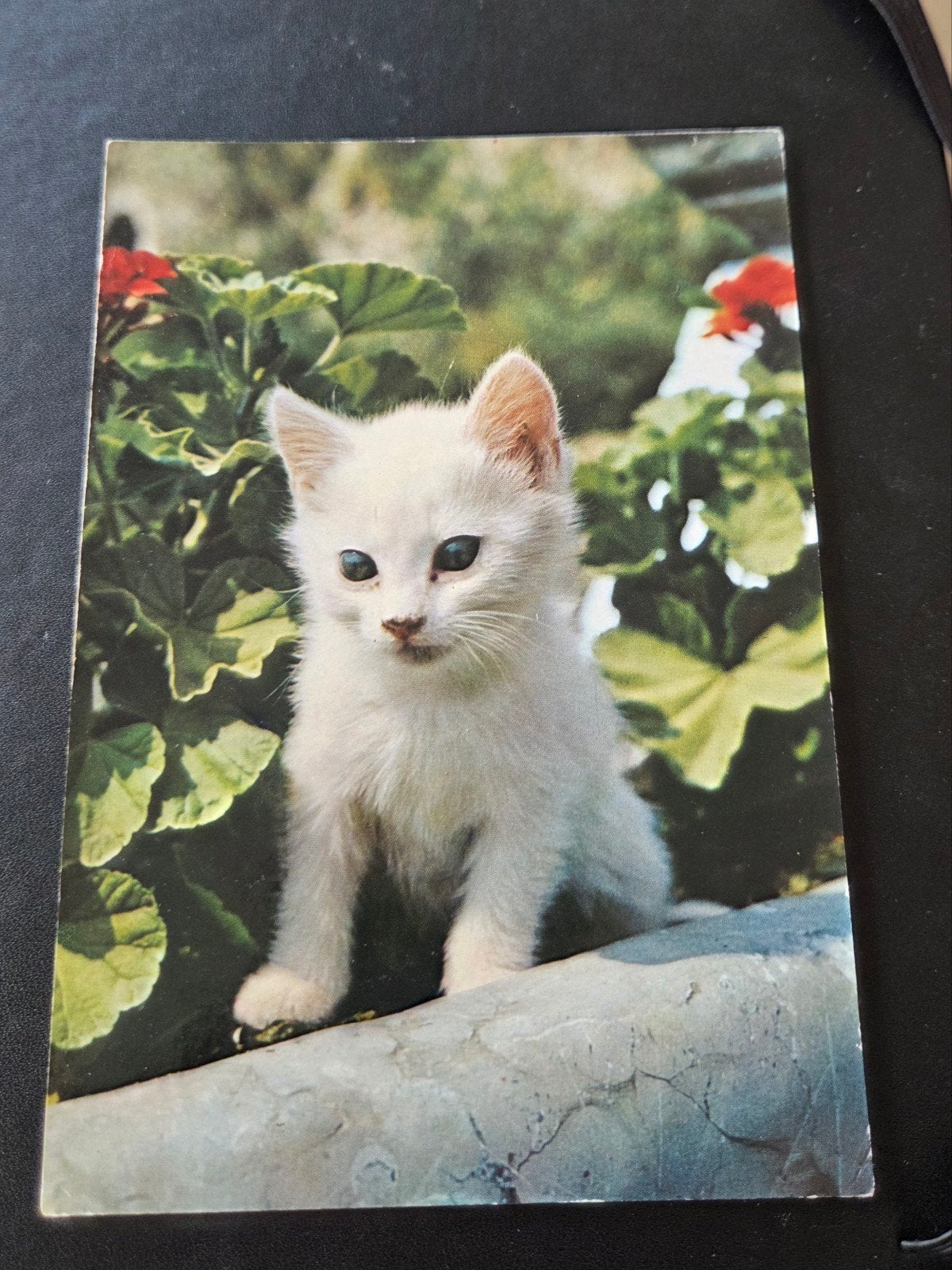 Schattige witte kitten - ANSICHTKAART, Verzenden, 1980 tot heden, Gelopen, Hond of Kat