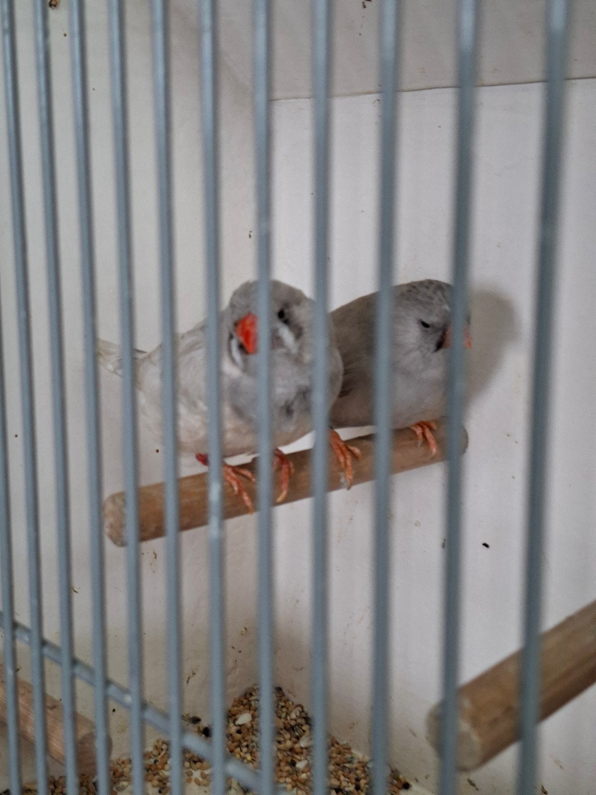 Pastel split charcoal x charcoal bleekrug, Meerdere dieren
