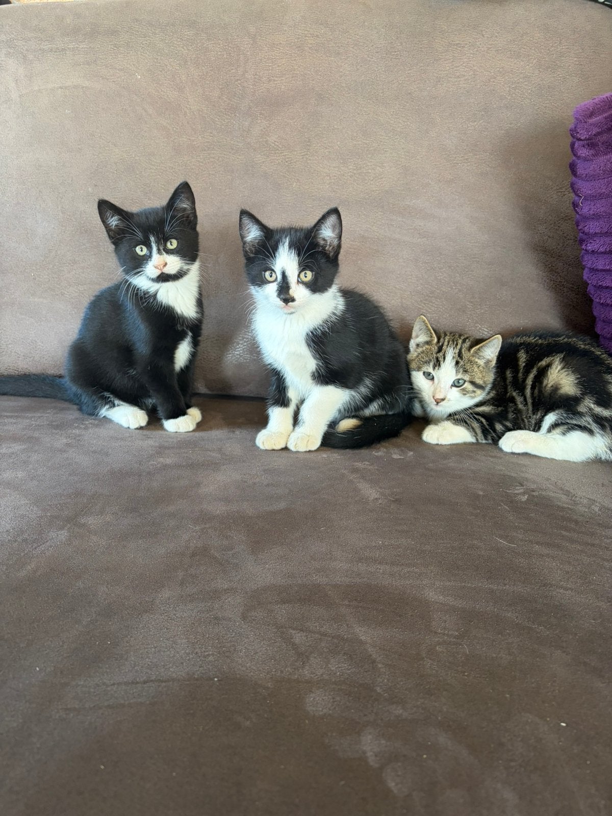 Drie lieve kittens te koop!!, Meerdere dieren, Kortharig, 0 tot 2 jaar