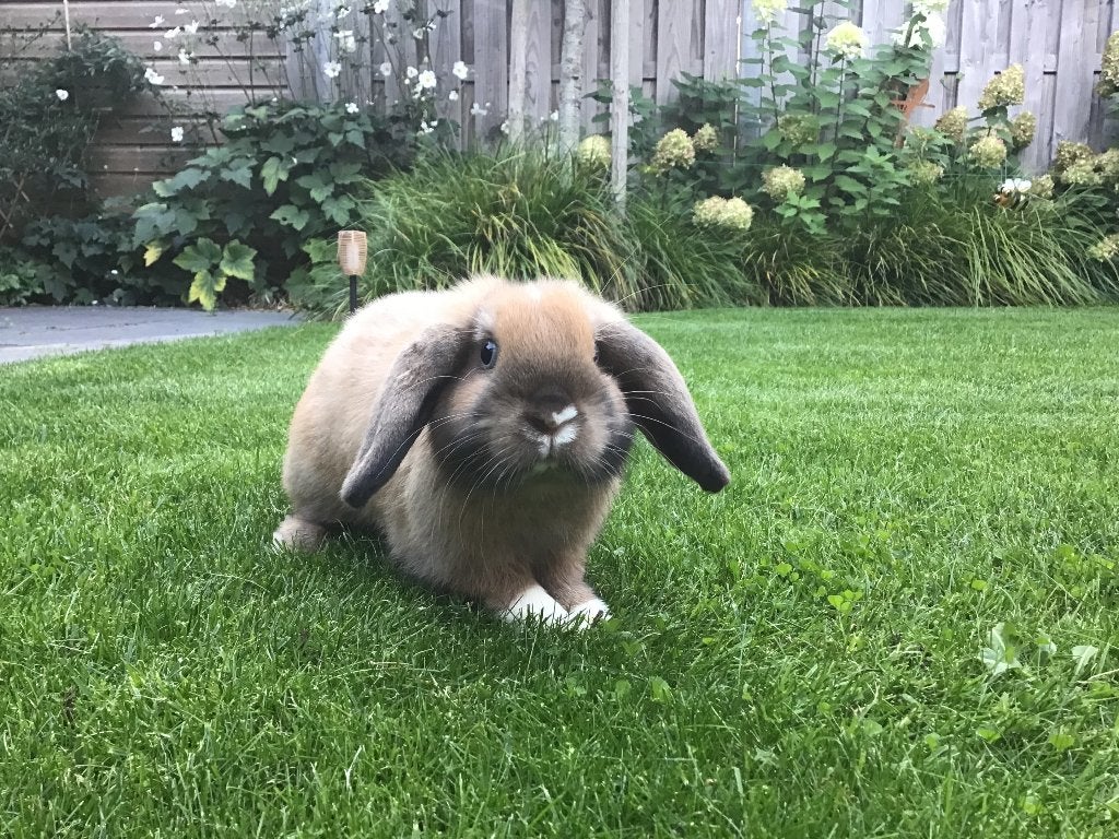 Jonge Minilop ram, Mannelijk, Dwerg, 0 tot 2 jaar