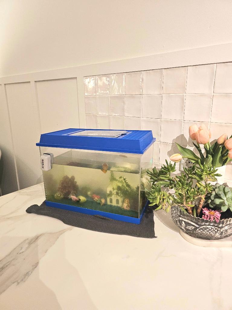 Aquarium met 2 sluierstaart vissen, Dieren en Toebehoren, Vissen | Aquaria en Toebehoren, Gebruikt, Vissenkom, Inclusief deksel