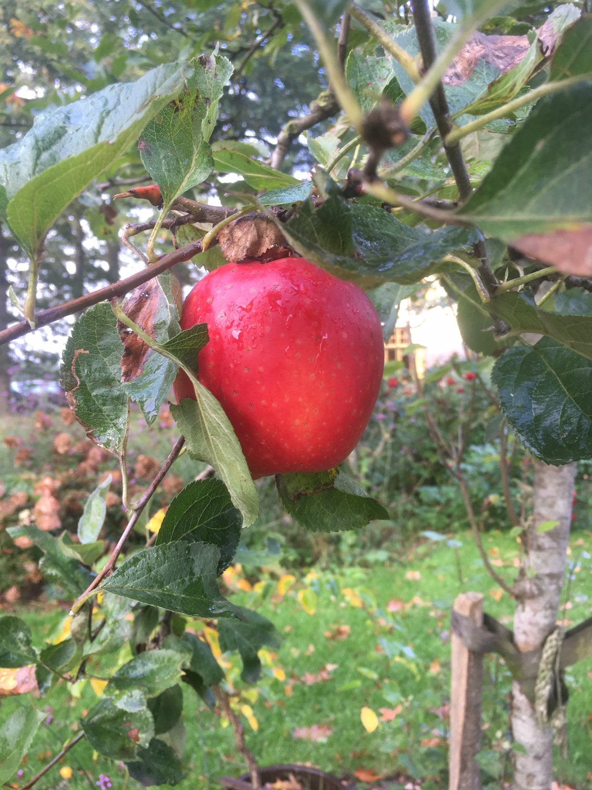 Mooie appelboom, Ophalen, 250 tot 400 cm, Appelboom, Lente