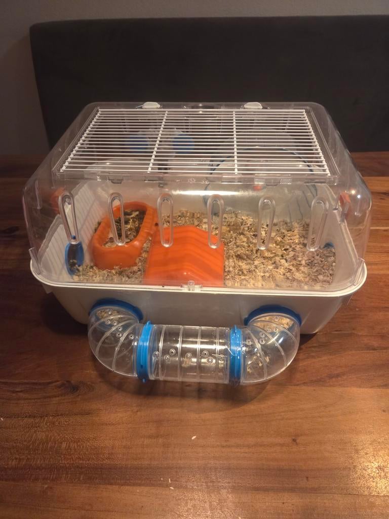 Goud hamster met kooi en toebehoren, December, Mannelijk, Hamster