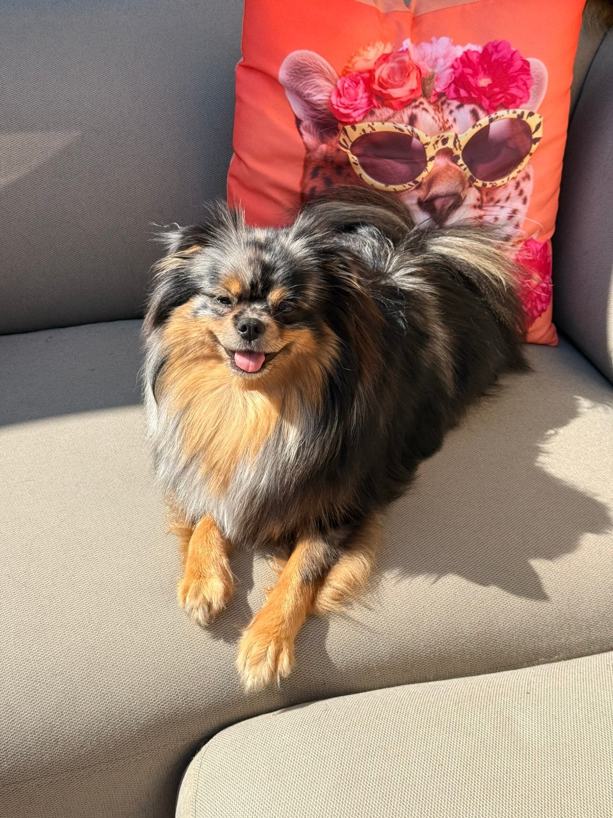 Super lieve pomeriaan/keeshondje, Parvo, Keeshond, 15 weken tot 1 jaar, Teef