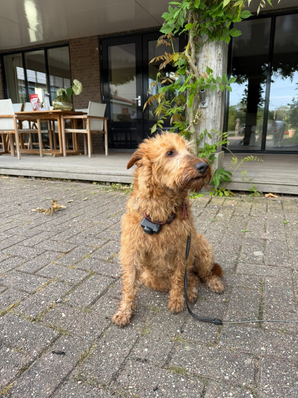 Lieve ierse terrier, Dieren en Toebehoren, 6 jaar of ouder, Particulier, Overige rassen, Buitenland