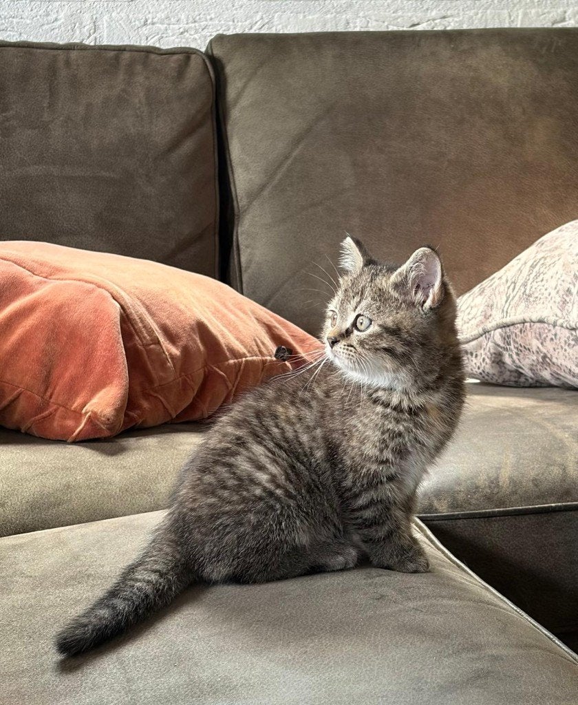 Kittens, Dieren en Toebehoren, Katten en Kittens | Overige Katten, Poes, Kortharig, 0 tot 2 jaar