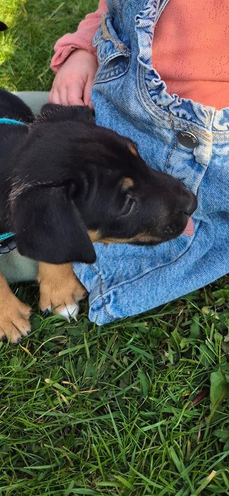 Jack Russel Black and Tan, Jack Russell Terriër, 8 tot 15 weken, Teef, Meerdere