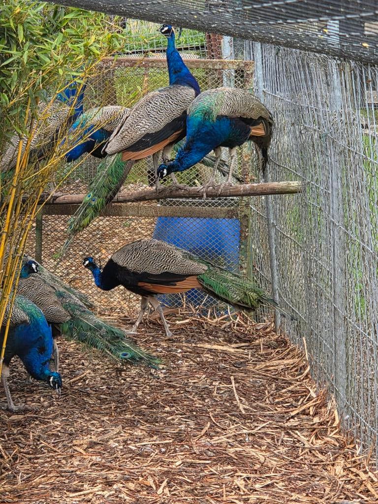 Prachtige pauwhanen, Dieren en Toebehoren, Pluimvee, Meerdere dieren