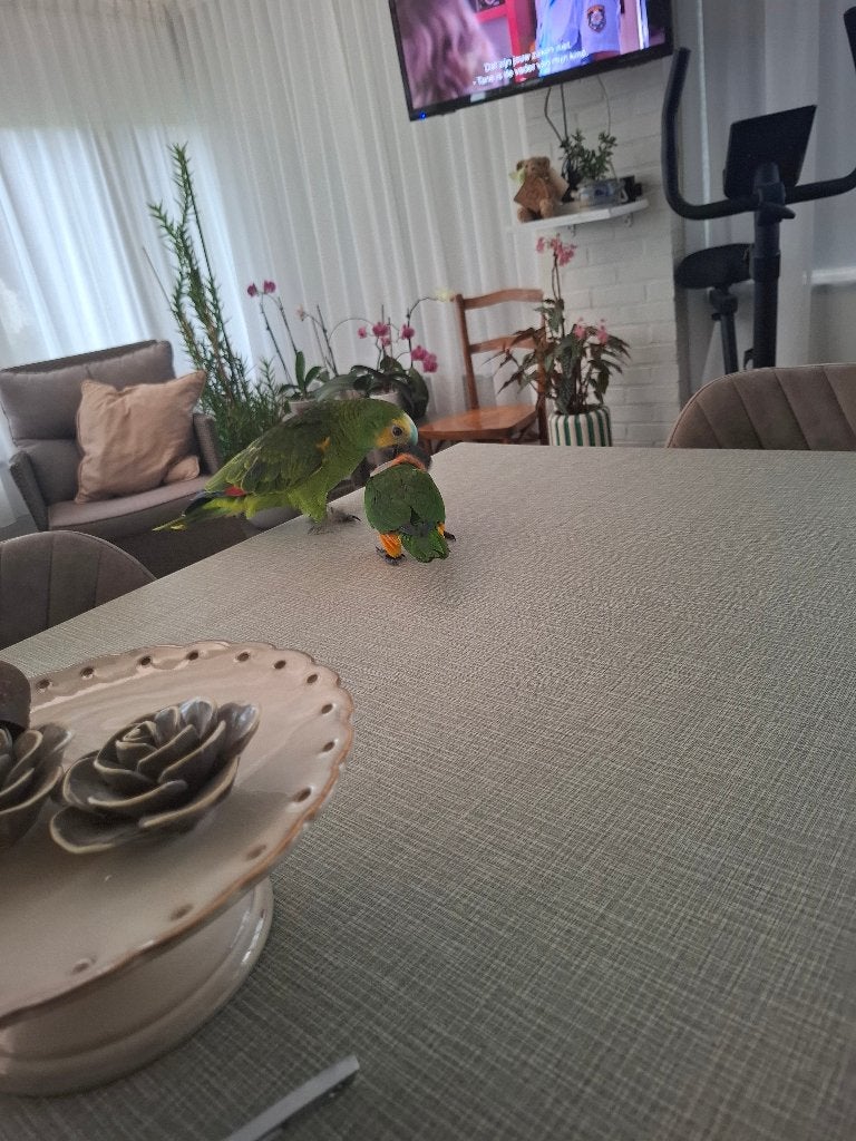 Handtamme papegaaien, Dieren en Toebehoren, Geslacht onbekend, Papegaai, Tam