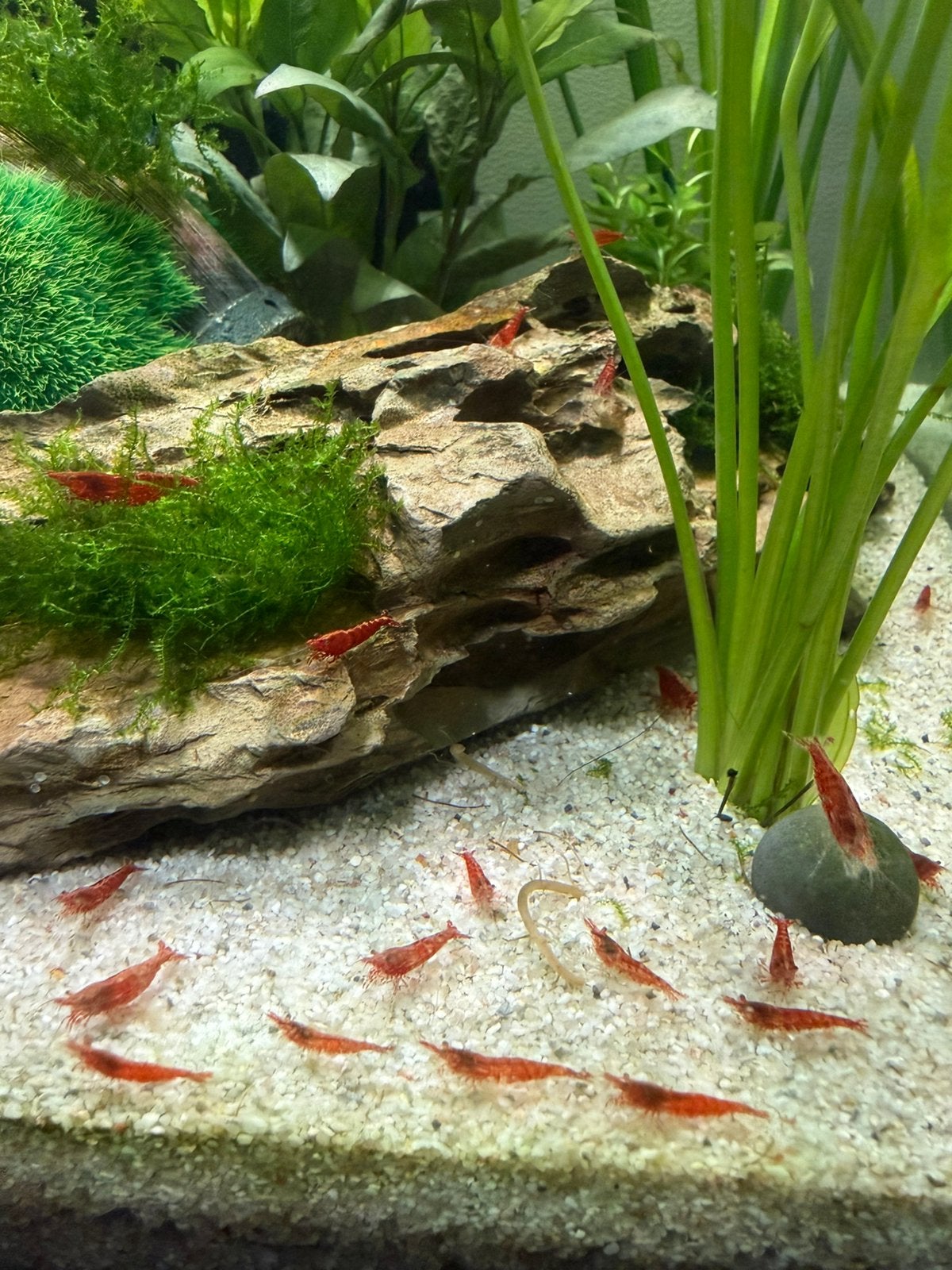 Rode Neocaridina garnalen vuurgarnalen, Dieren en Toebehoren, Vissen | Aquariumvissen, Kreeft, Krab of Garnaal, Zoetwatervis, Schoolvis