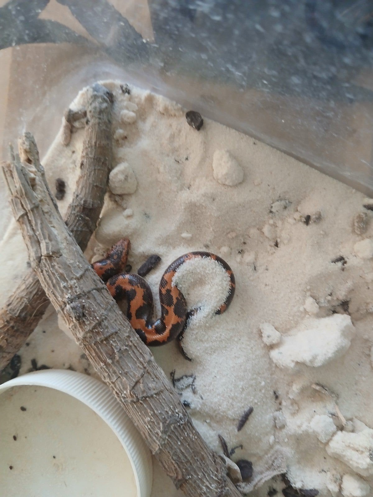 Eryx colubrinus loveridgei 2025 met terrarium