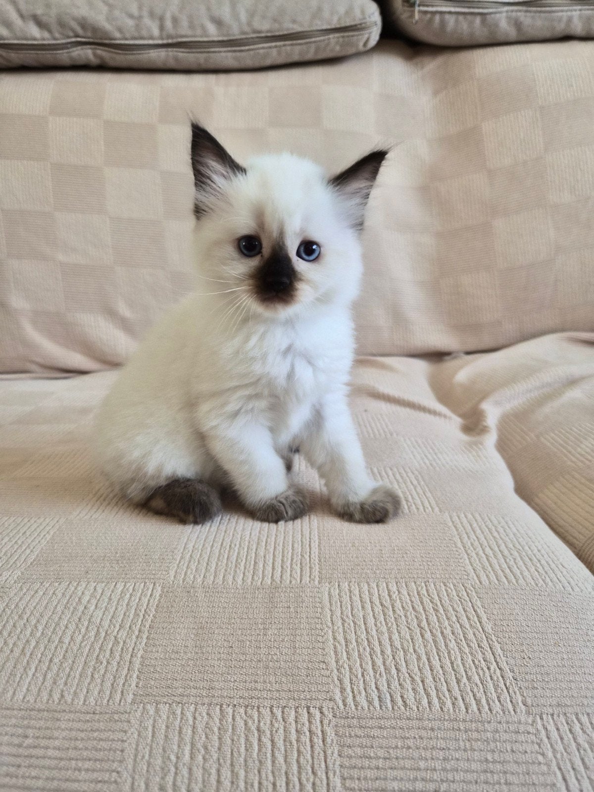Raszuivere Ragdoll kittens van Mirza&Maysa
(bleupoint), Meerdere dieren