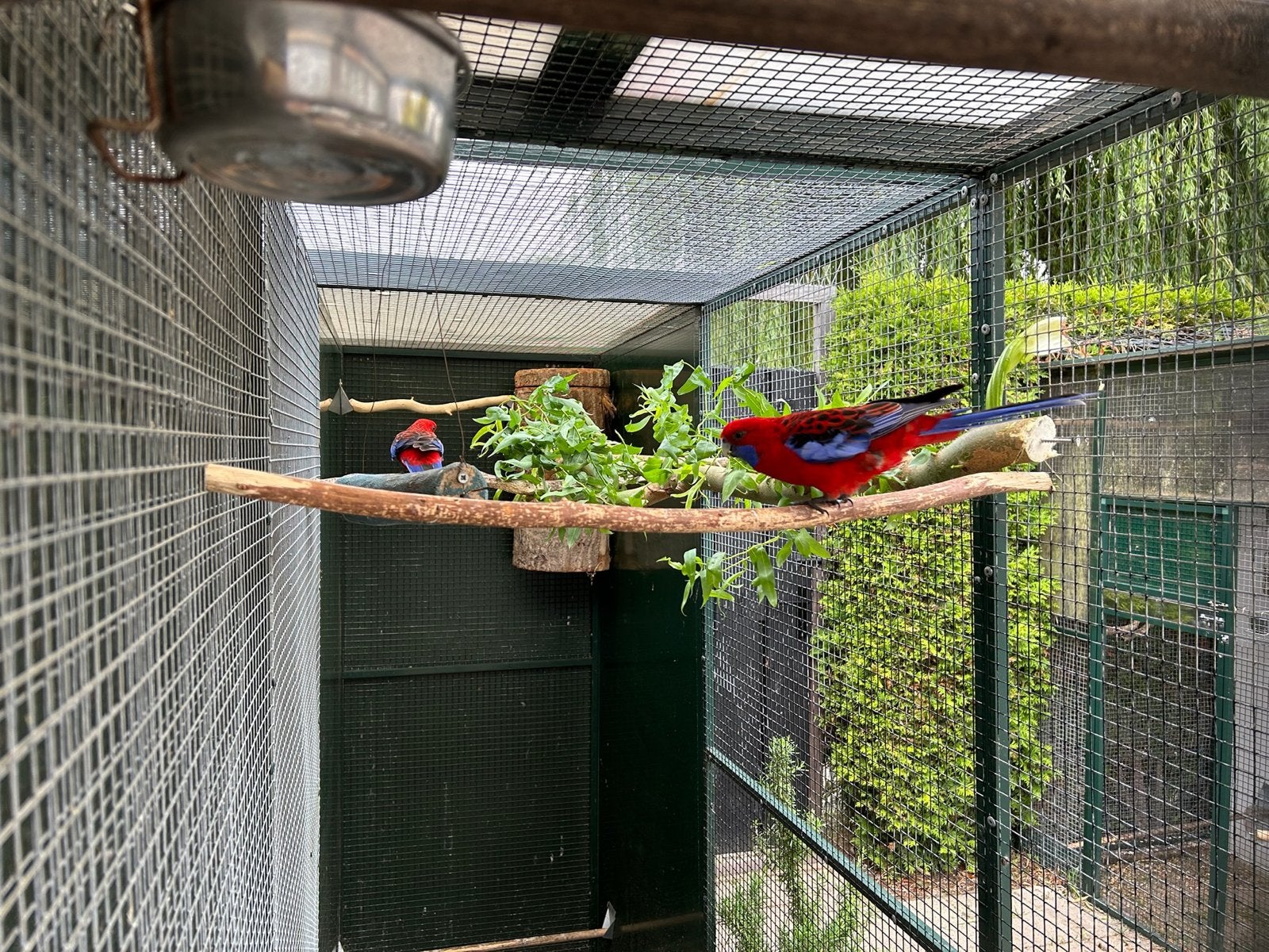 Pennant rosella, Mannelijk, Geringd