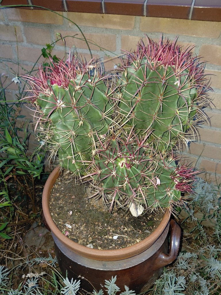 Cactus gratis afhalen, Ophalen, Minder dan 100 cm, In pot, Cactus