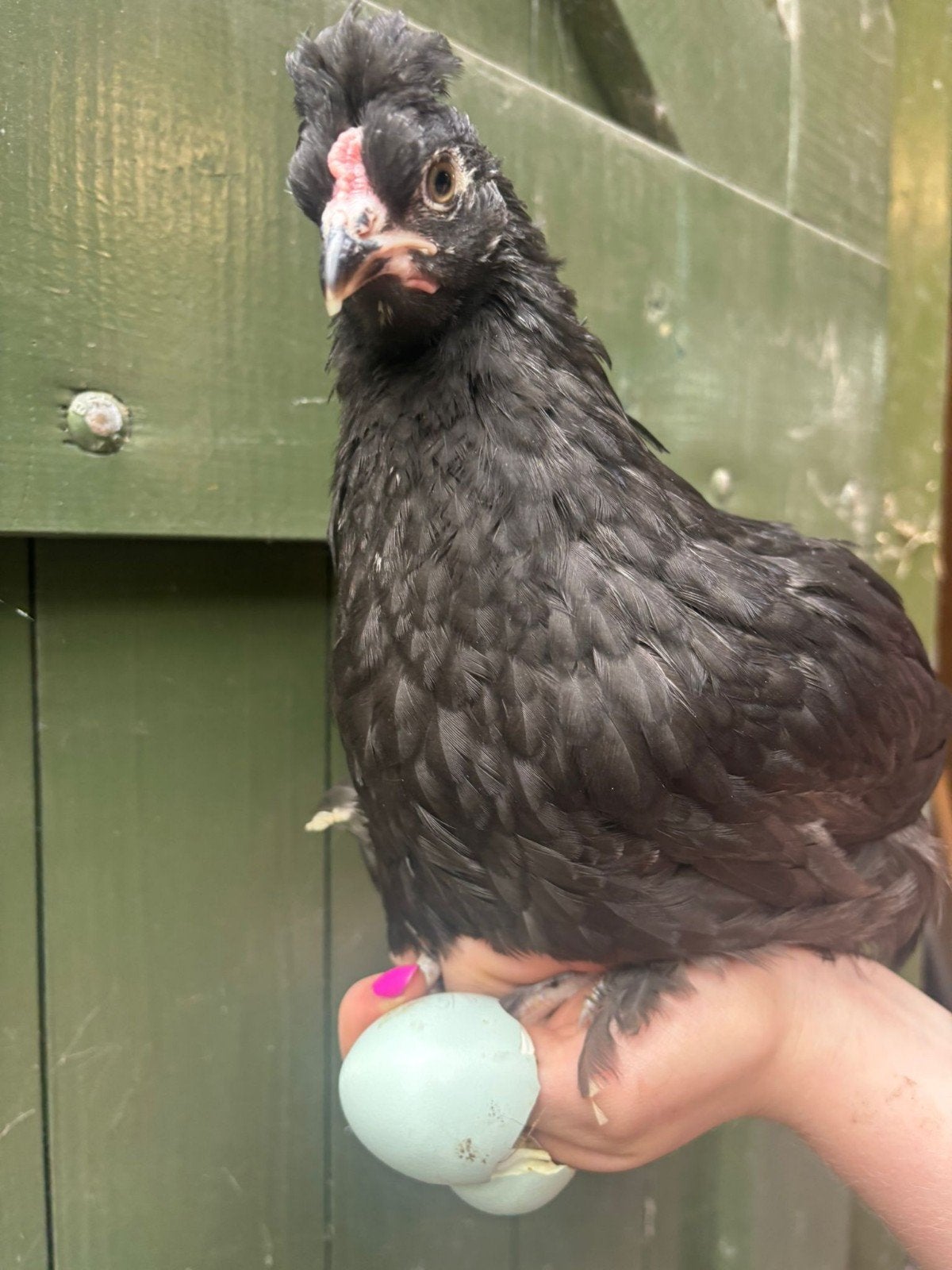 Jonge haan olijflegger 8 weken oud, Dieren en Toebehoren, Pluimvee, Mannelijk, Kip