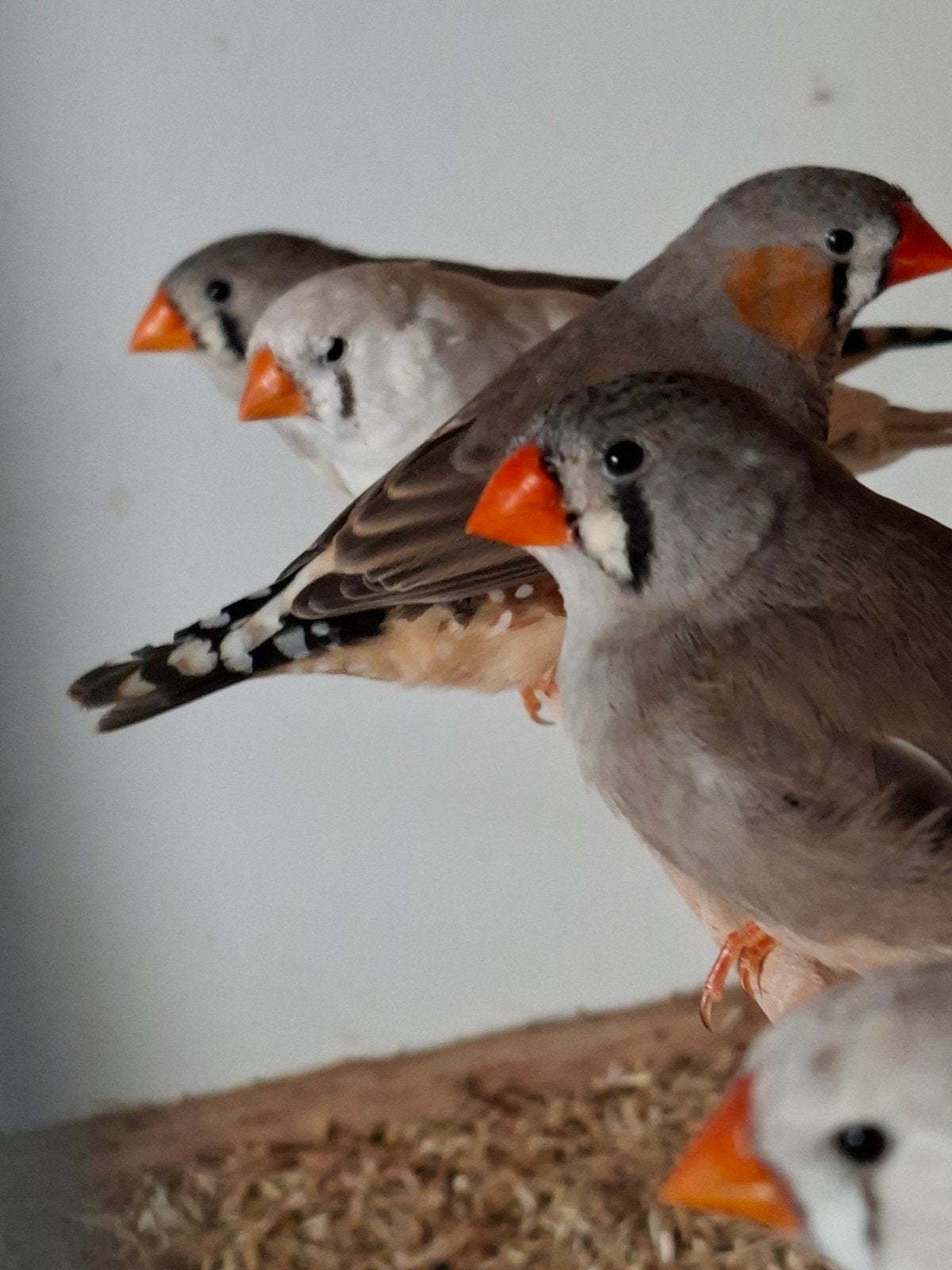 zebravinken, Dieren en Toebehoren, Vogels | Overige Vogels