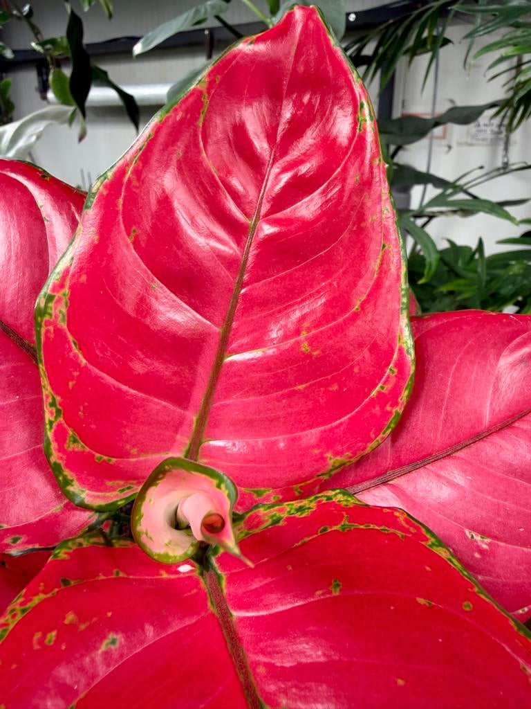 Aglaonema Beauty  p12, Overige soorten, In pot, Minder dan 100 cm, Groene kamerplant