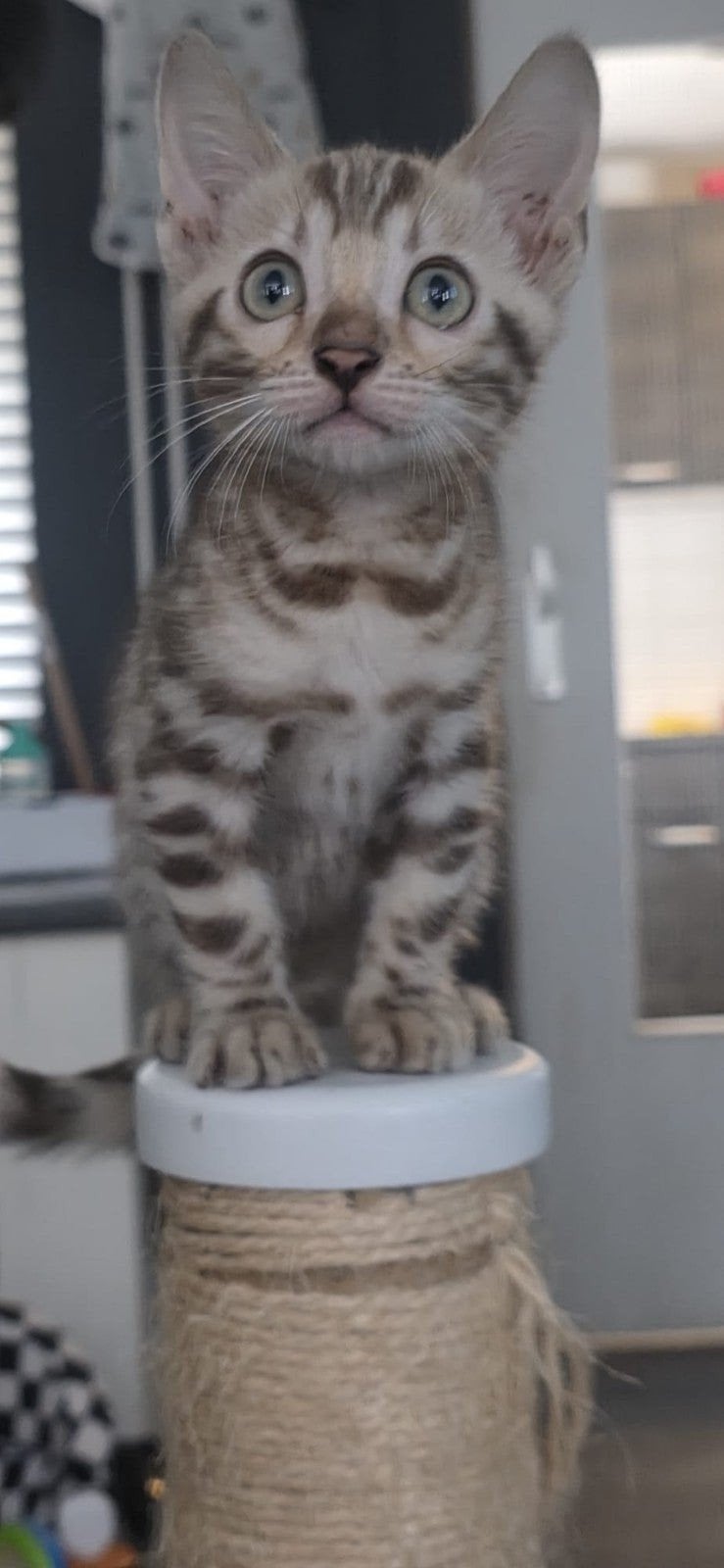 Bengaal kittens snow mink spotted, Dieren en Toebehoren, Meerdere dieren, Gechipt