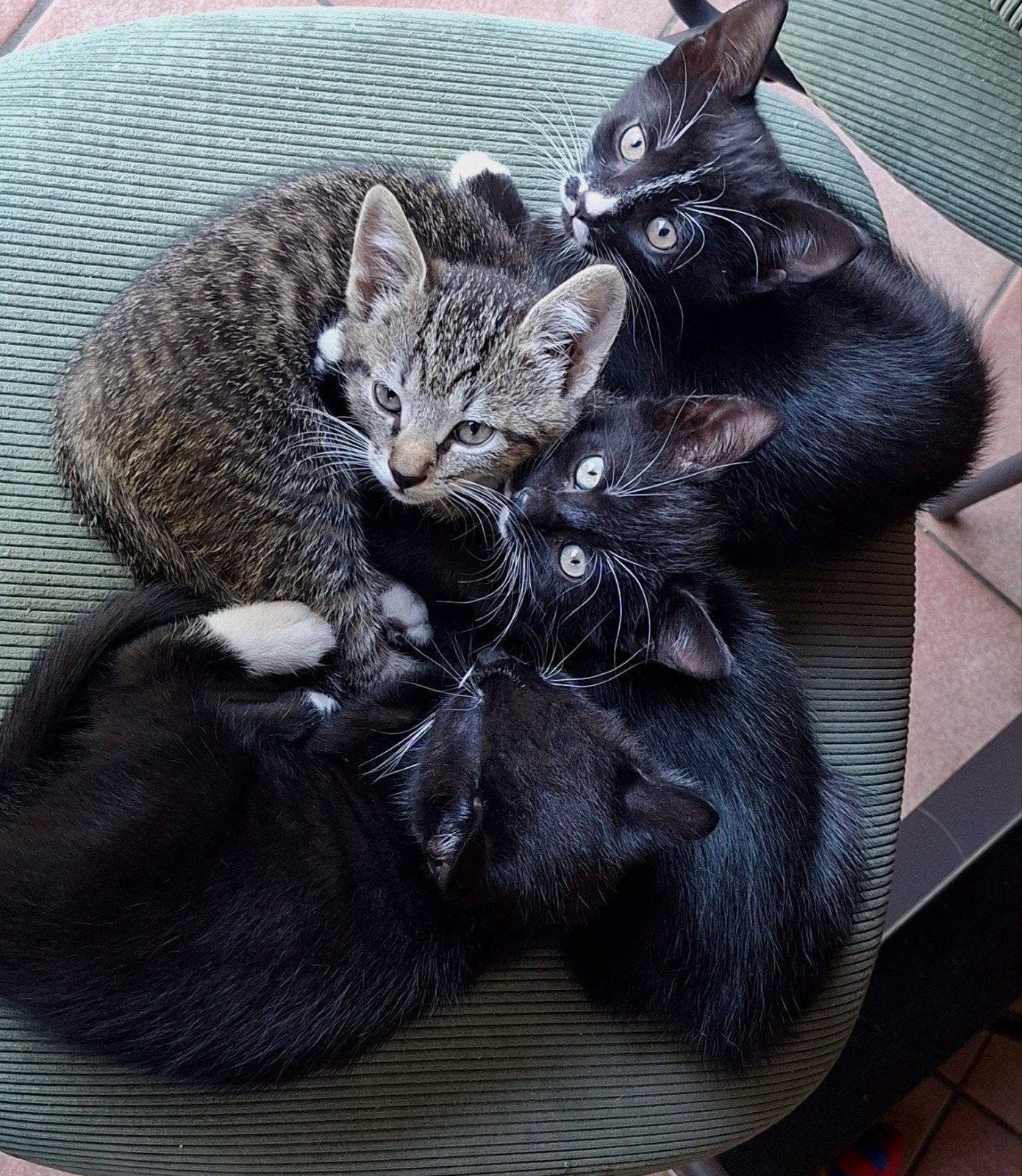 Sociale in huis wonende kittens,ontwormd ontvlooid en gevac, Meerdere dieren, Kortharig, 0 tot 2 jaar