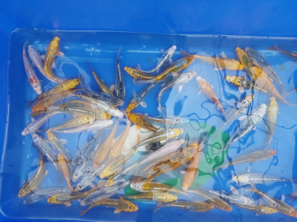 Koi vijvervissen, Watersport en Boten, Ophalen, Overige typen