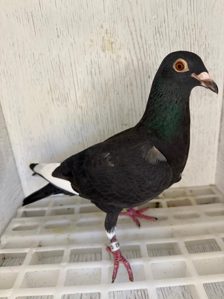postduif, Mannelijk, Postduif