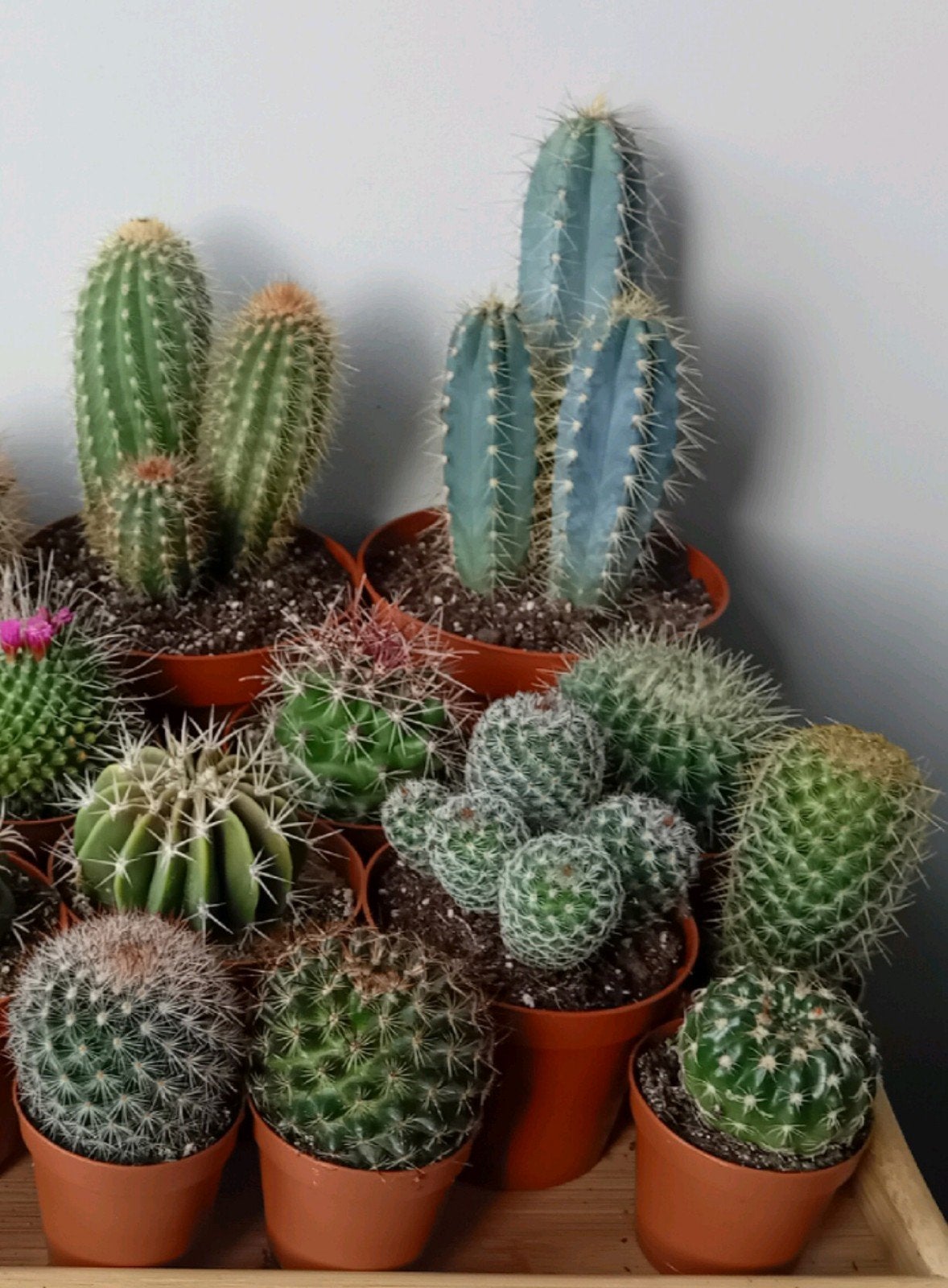 10 cactus 5-25cm, Huis en Inrichting, Kamerplanten, Ophalen, Minder dan 100 cm, In pot, Cactus