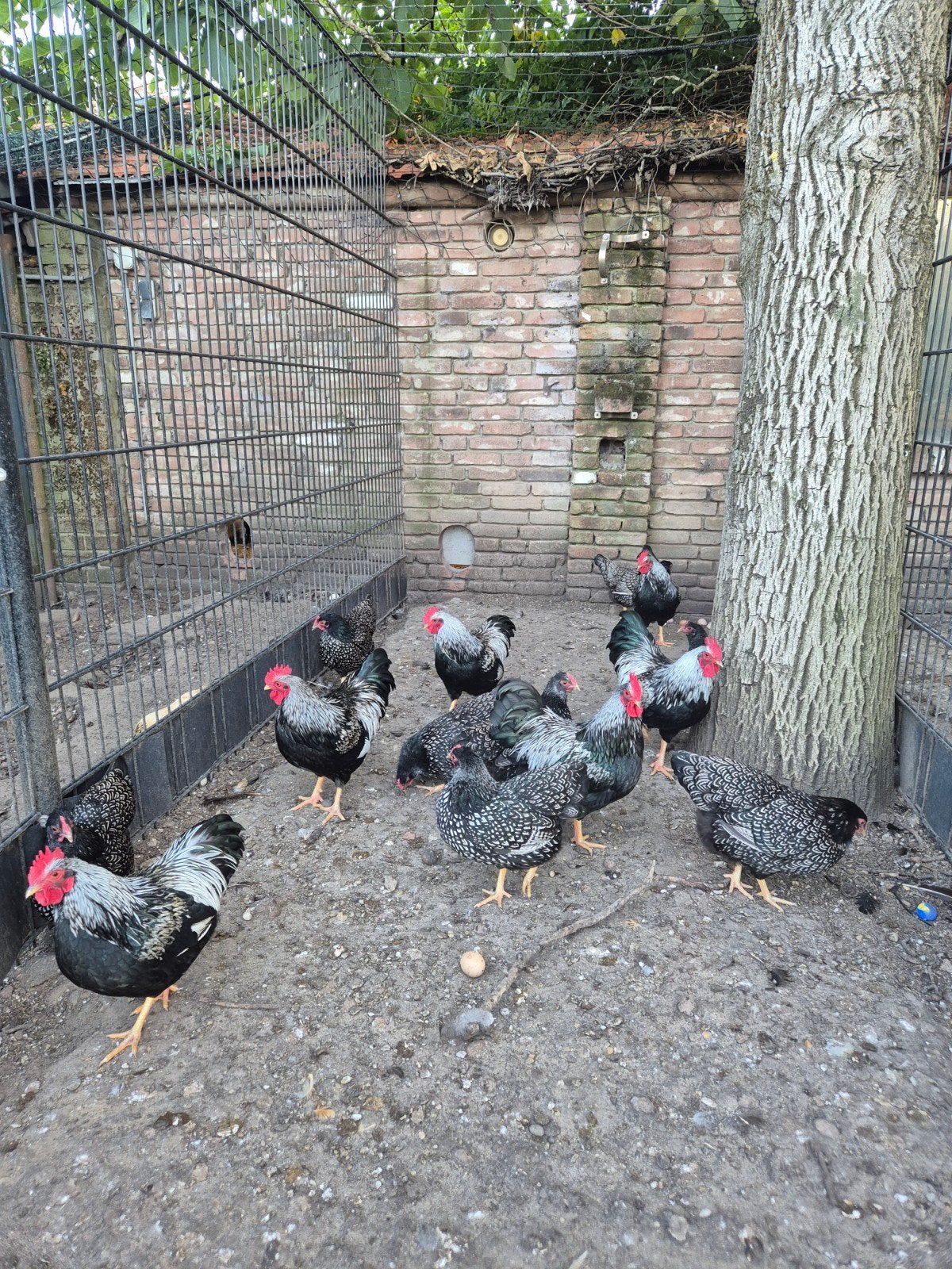 barnevelder kriel hanen, Mannelijk, Kip