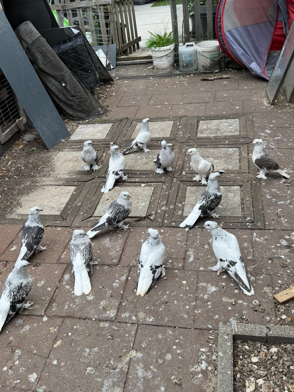 Takla duiven, Meerdere dieren, Postduif