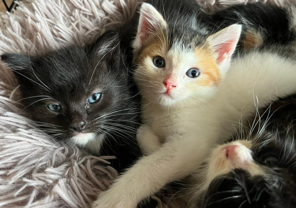 3 hele lieve kittens (moederpoes 1/2 ragdoll), Meerdere dieren, Ontwormd, 0 tot 2 jaar
