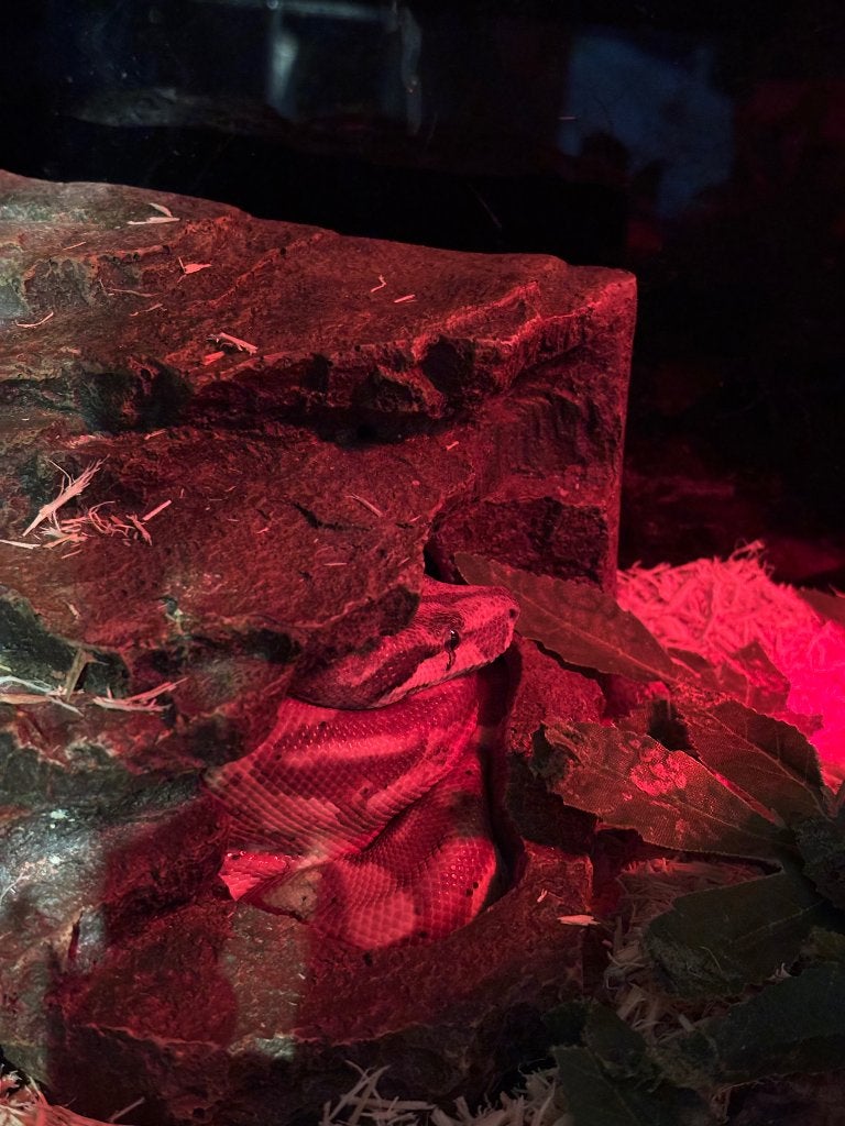Boa man, Slang, Met terrarium, 0 tot 2 jaar