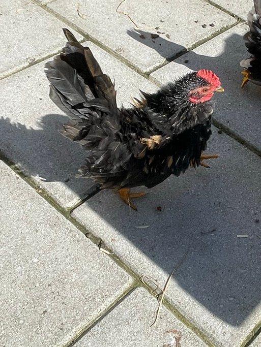 Gratis serama haan, Mannelijk, Kip