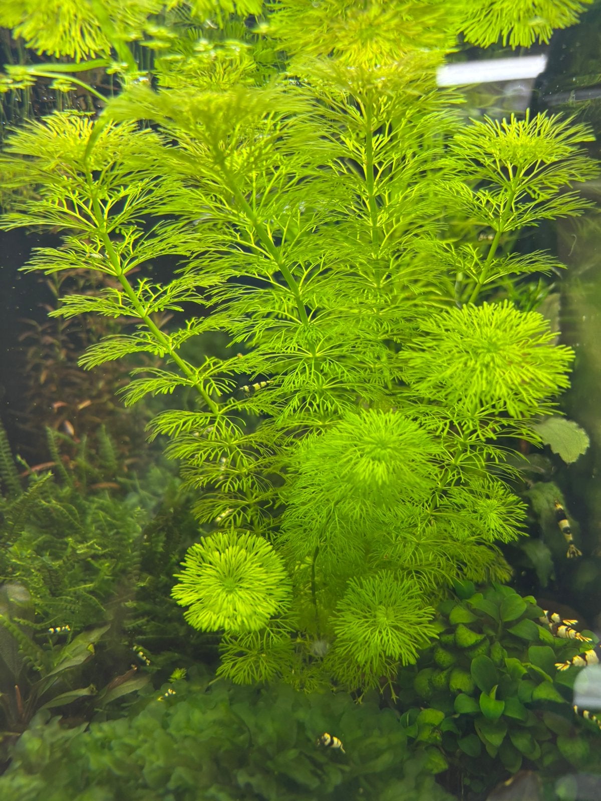 Limnophila sessiliflora, Ophalen of Verzenden, Nieuw, Plant(en), Steen of Hout