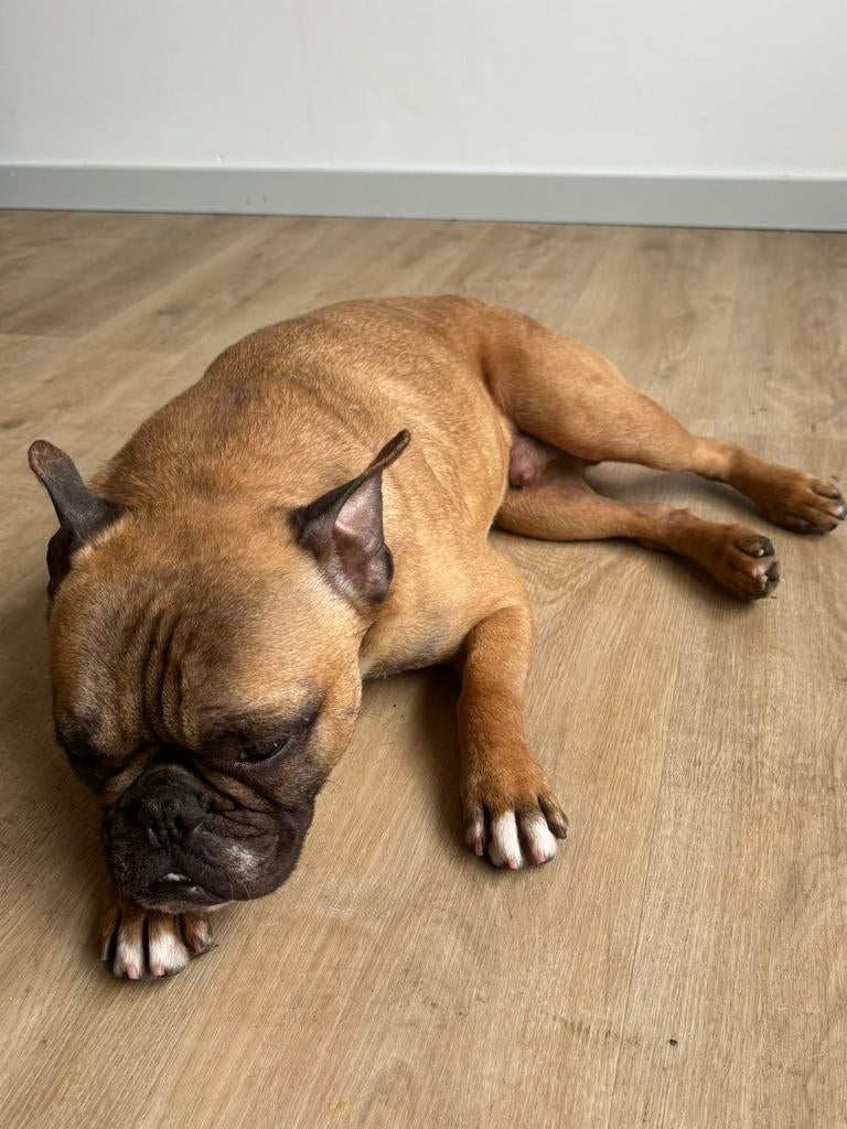 Prachtige Franse Bulldog reutje te koop – 2,5 jaar oud, Dieren en Toebehoren, België, Particulier, Reu, 1 tot 2 jaar