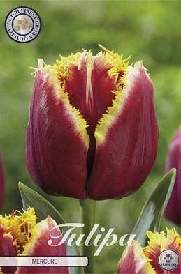 Tulpenmix: Mercure, Miss Brandy & Passio Glossy, Ophalen of Verzenden, Najaar, Volle zon, Bloembol