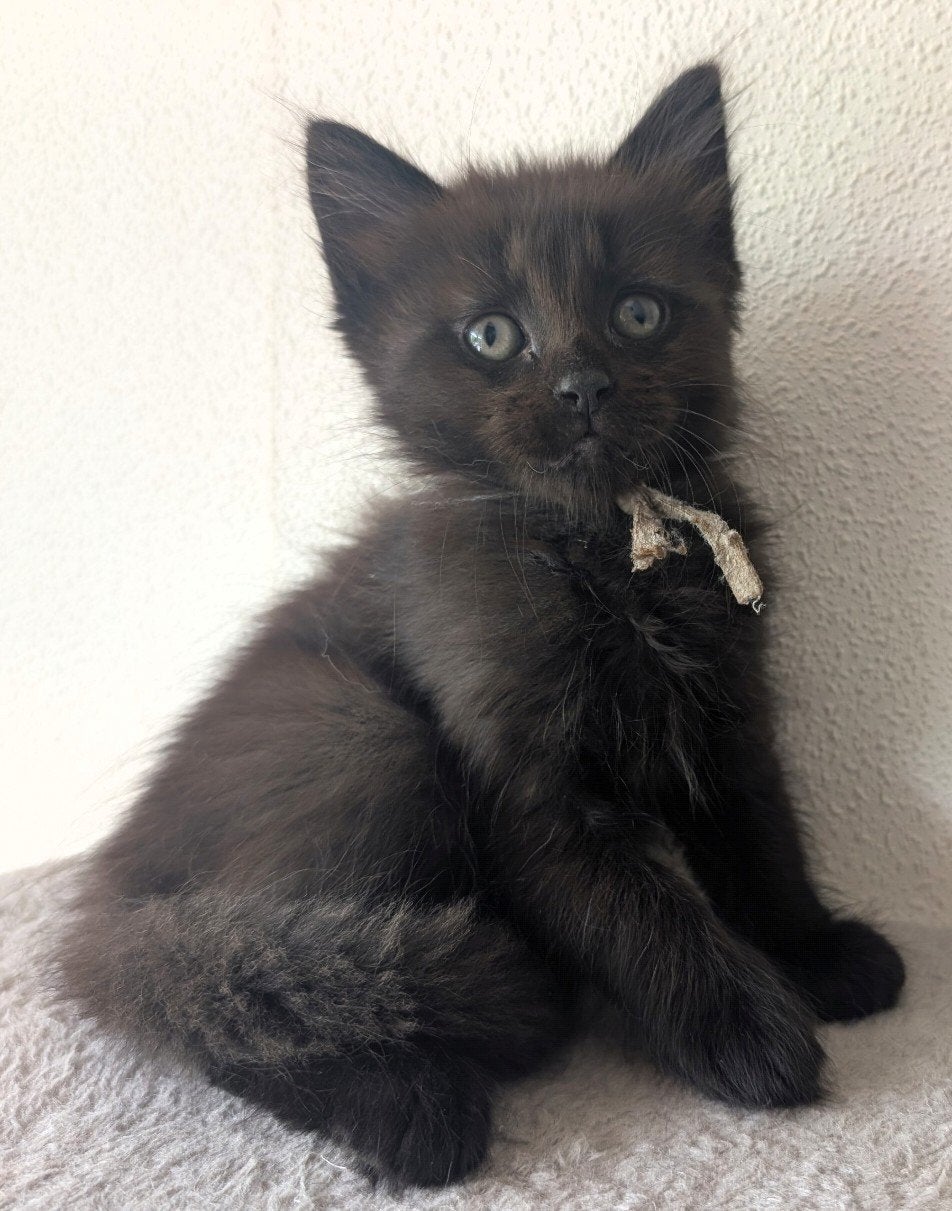 Prachtig zwart Maine Coon kitten poesje., Dieren en Toebehoren, Poes, Ontwormd