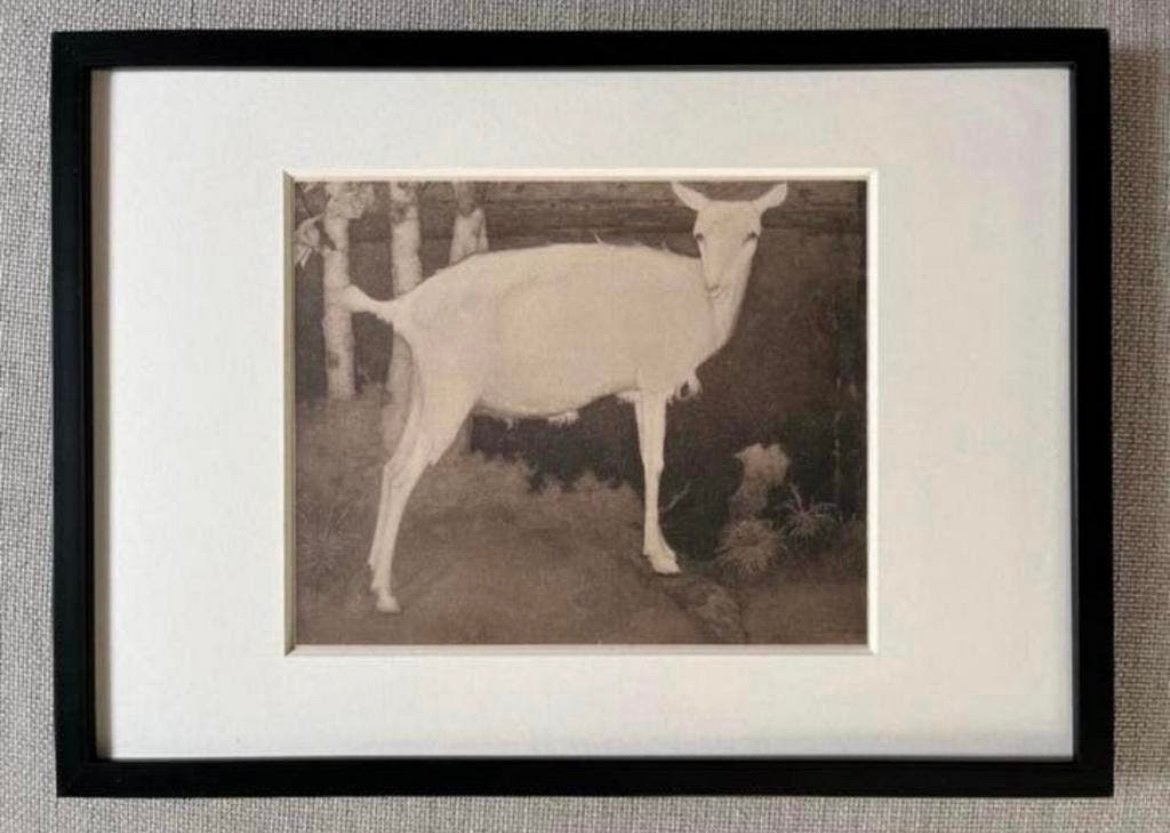 Jan Mankes 1889-1920 / Heliogravure Jonge Witte Geit 1923, Ingelijst, Ophalen of Verzenden, Gravure, 32 cm