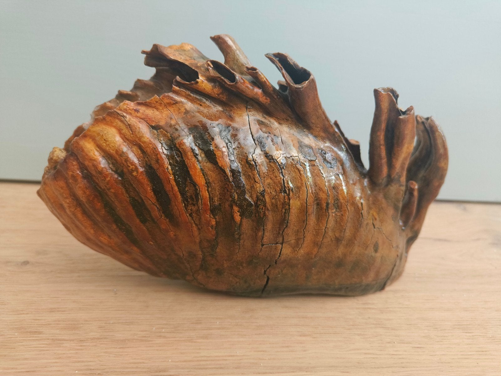 Fossiel mammoet kies, Ophalen of Verzenden, Fossiel
